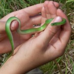 My heart always skips a beat when I see this tiny snake!