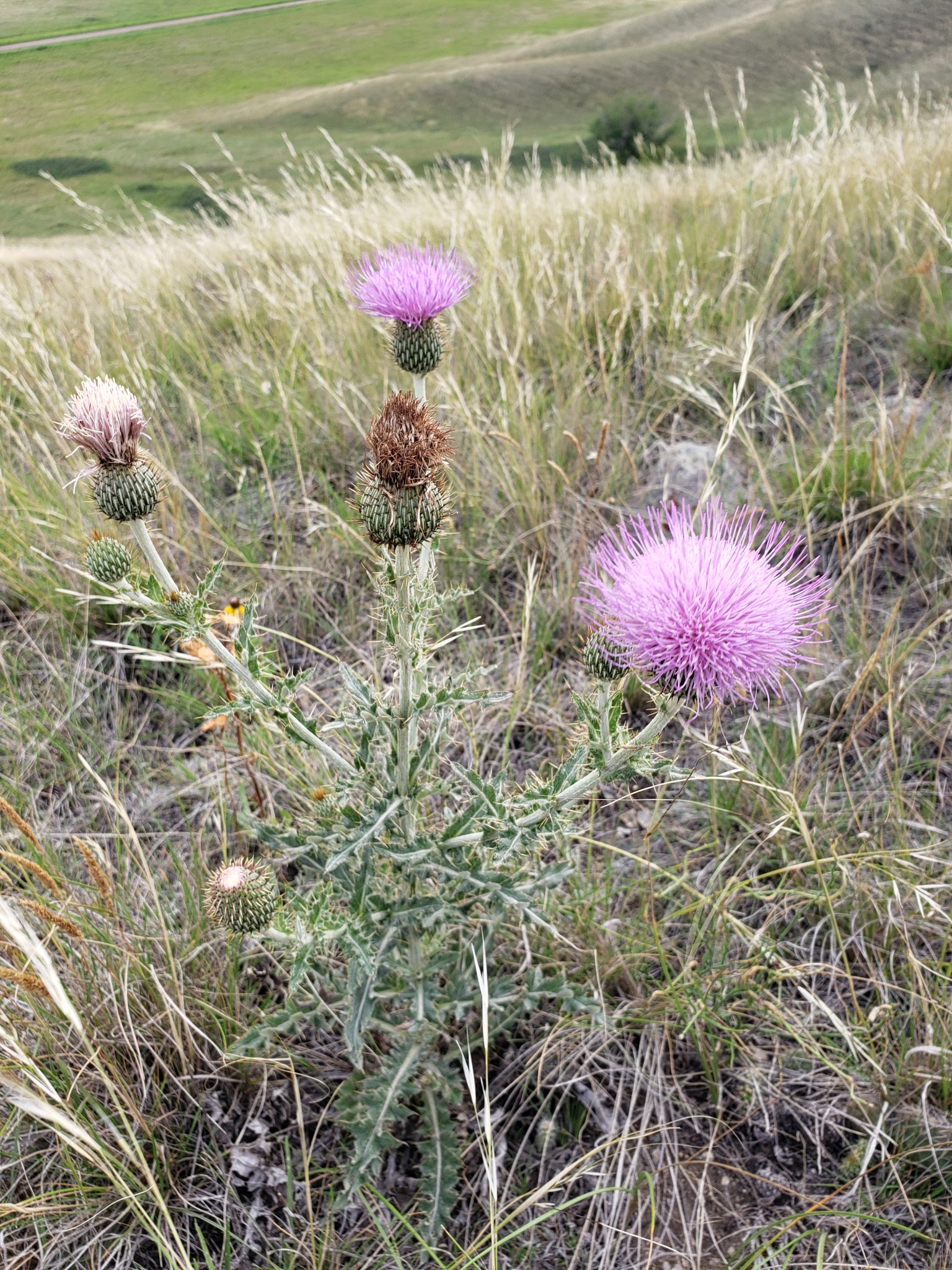 saskatchewan native plants Archives - Poached Egg Woman